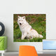 Arctic Wolf Looking at the Camera Wall Mural