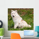 Arctic Wolf Looking at the Camera Wall Mural