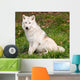 Arctic Wolf Looking at the Camera Wall Mural