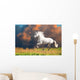 White Andalusian Horse Runs