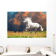 White Andalusian Horse Runs