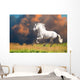 White Andalusian Horse Runs