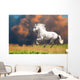 White Andalusian Horse Runs