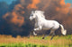 White Andalusian Horse Runs