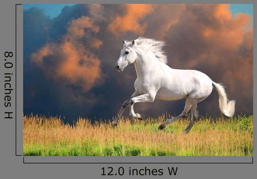 White Andalusian Horse Runs – Wallmonkeys