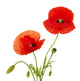 Red Poppies