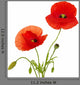 Red Poppies