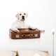 Dog with Suitcase
