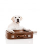 Dog with Suitcase