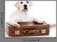 Dog with Suitcase