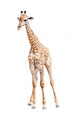Giraffe Wall Decal