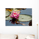 Pink Water Lily and