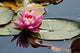 Pink Water Lily and