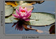 Pink Water Lily and