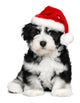 Cute Christmas Havanese puppy dog with a Santa hat Wall Decal