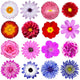 Various Flowers Wall Decal Sticker Set