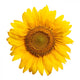 Sunflower Wall Decal