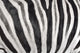 Structure Hide Zebra