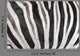 Structure Hide Zebra