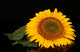 Sunflower Black