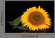 Sunflower Black