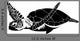 Hawksbill Sea Turtle Eretmochelys
