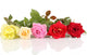 Beautiful Colorful Roses Wall Decal
