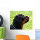 Rottweiler Wall Mural