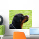 Rottweiler Wall Mural