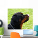 Rottweiler Wall Mural