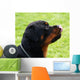 Rottweiler Wall Mural