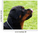 Rottweiler Wall Mural