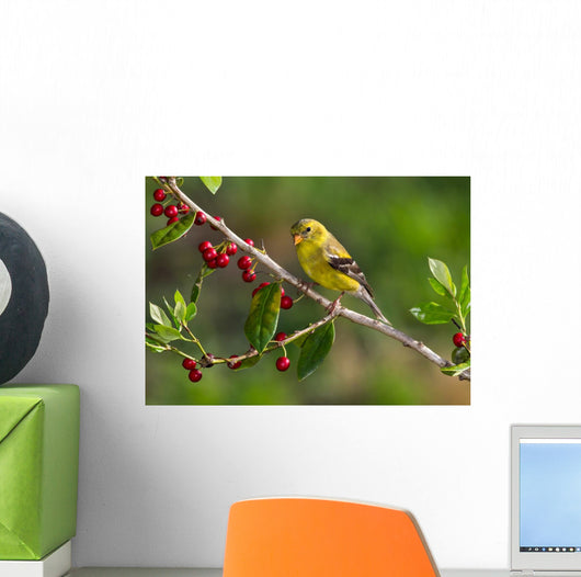 American Goldfinch