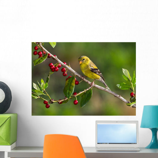 American Goldfinch