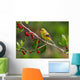 American Goldfinch