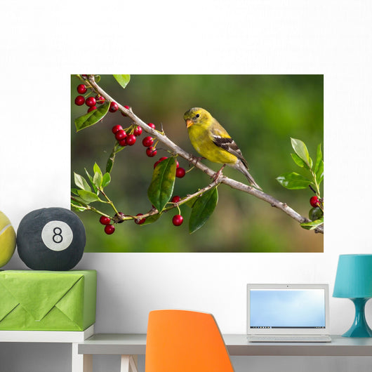 American Goldfinch