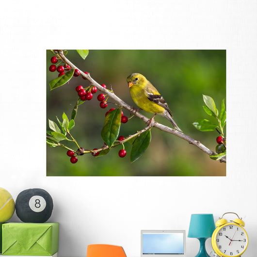 American Goldfinch