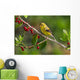 American Goldfinch