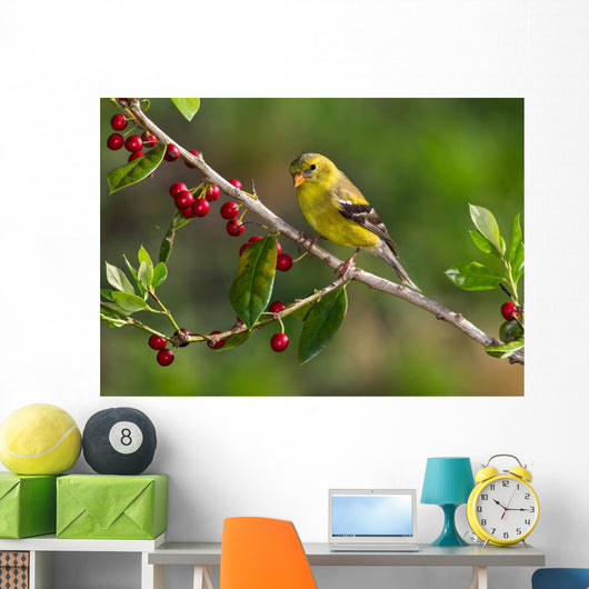 American Goldfinch