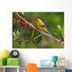American Goldfinch