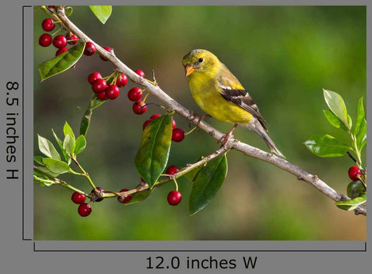 American Goldfinch
