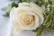 White Rose