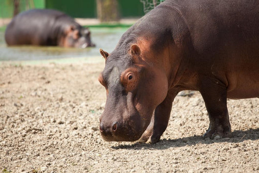 Ippopotamo