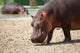 Ippopotamo