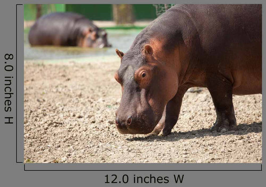 Ippopotamo