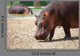 Ippopotamo