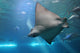 Spotted Eagle Ray and Giant Trevelly fish Wall Mural