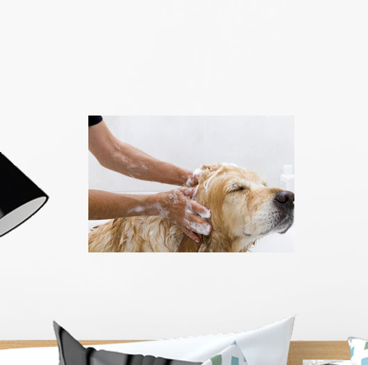 Bathroom to Dog