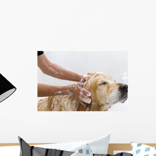 Bathroom to Dog