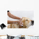 Bathroom to Dog